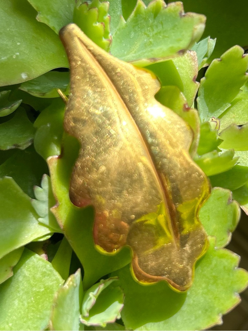 Vintage Inès de la Fressange textured gold-tone oak leaf brooch Paris couture